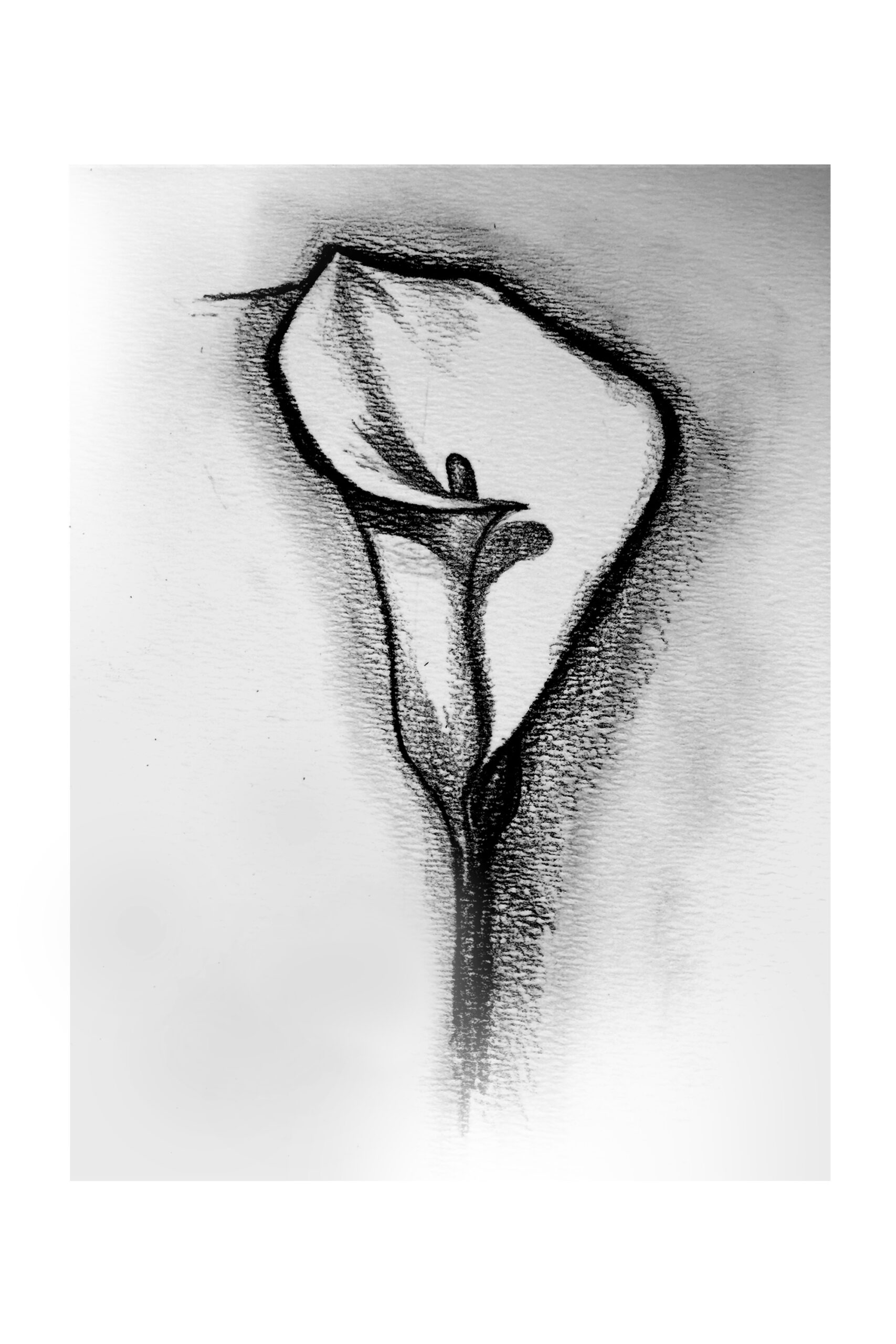 Blooming Bud / Sketch